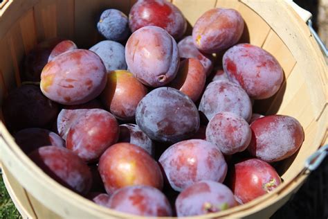 Fotos gratis naturaleza uva granja Fruta otoño huerta país