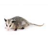 Opossum Identification Habits Behavior New Mexico Pest Control