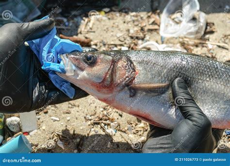 Man Remove Plastic from Sea Bass Fish Mouth Dead Eating Disposal Glove Trash,plastic Pollution ...