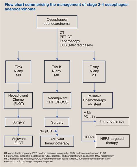 Barrett S Oesophagus And Oesophageal Adenocarcinoma Medicine