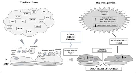 Scheme Of The Relationships Between Cytokine Storm And Sepsis Induced