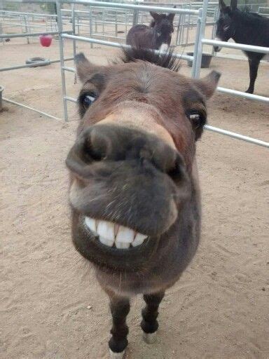 Donkey smile | Funny donkey pictures, Cute donkey, Funny animals