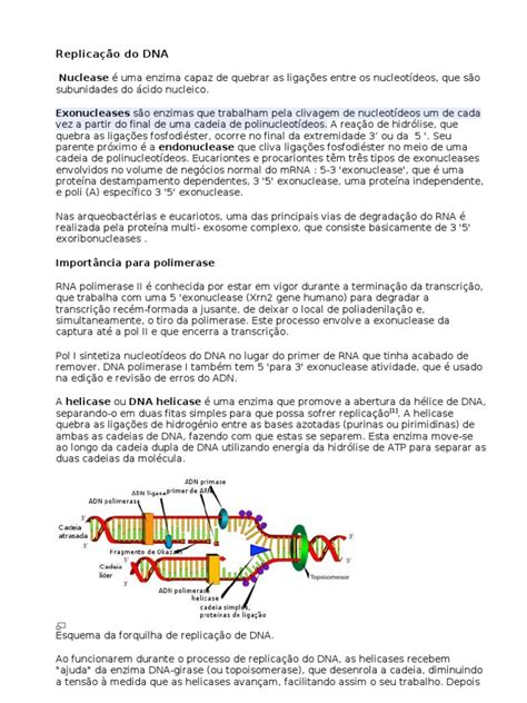 Como Ocorre A Replicacao Do Dna - Replicação Do DNA | PDF | Replicação de DNA | Ácidos nucleicos