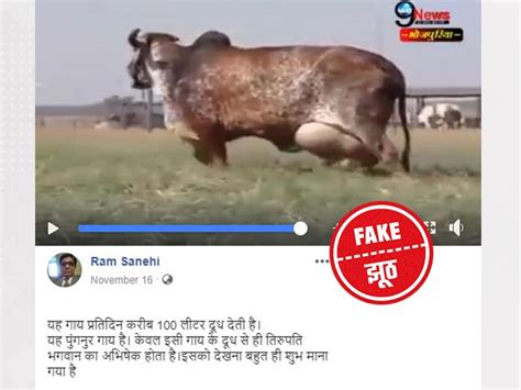 Fact Check पुंगनूर गाय बता कर लोग शेयर कर रहे हैं गुजरात की गिर गाय का