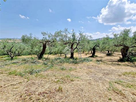 Terreno Agricolo Via Roma Montefiore Conca Rif