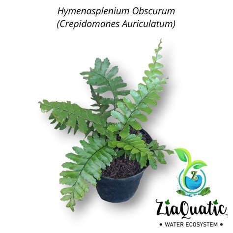 Jual Hymenasplenium Obscurum Crepidomanes Auriculatum Tanaman