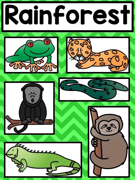 This Rainforest Poster Is A Great Way To Teach Your Kindergarten And