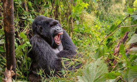 Guide To Gorilla Trekking In Africa Wandering Wheatleys