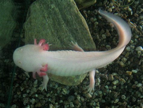 Axolotl Ambystoma Mexicanus