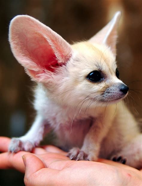 The Fennec Fox Is The Most Adorable Animal In The World