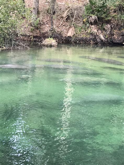 Blue Spring State Park Blue Springs State Park Florida Springs