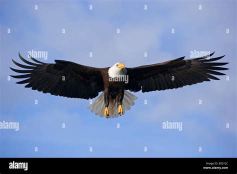 Bald Eagle Soaring In Flight Southeast Alaska Tongass National Forest