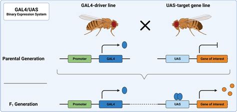 Frontiers Drosophila Melanogaster As A Versatile Model Organism To