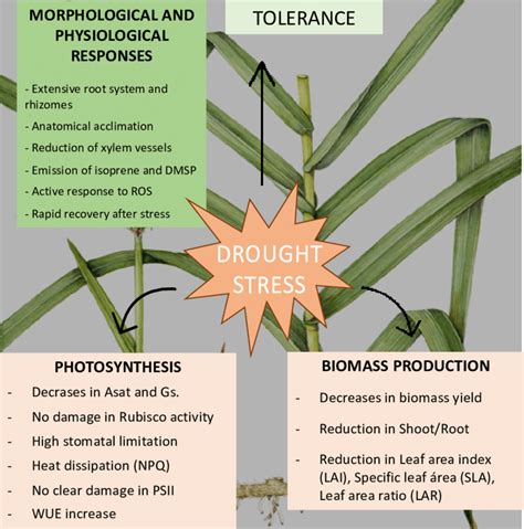 Summary Figure Describing The Main Findings Of The Study Asat