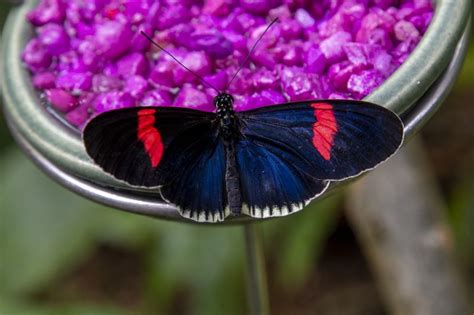 Butterflies Are Blooming Exhibition At Meijer Gardens 2022