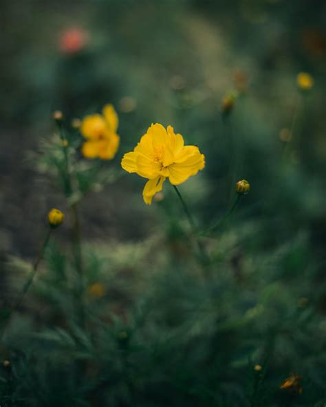 Close-up of Dry Wild Grass and Flowers on a Field · Free Stock Photo