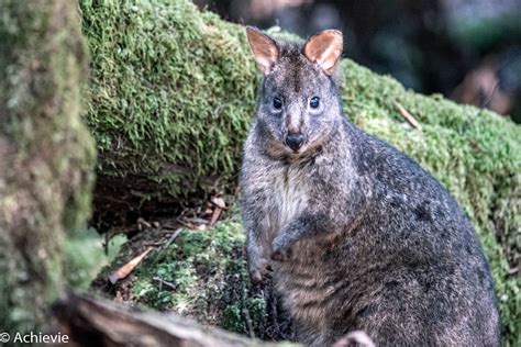 Pademelon