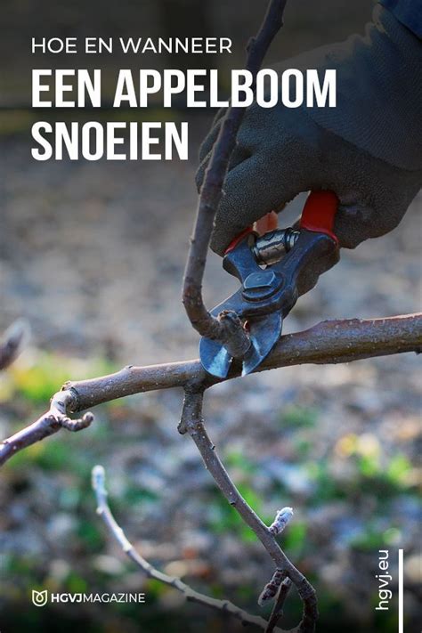 Je Appelboom Snoeien In De Winter Voor Lekkerder Fruit Artofit