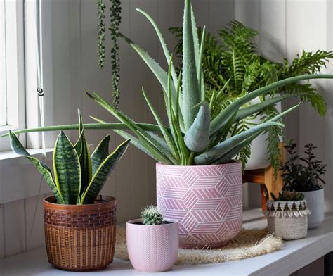 Best Air Cleaning Indoor Plants 10 Ways To Keep A Home Fresh Homes