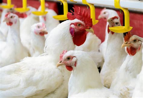 L Int Rieur Ferme De Poulet Poulet Alimentant Ferme Pour Les