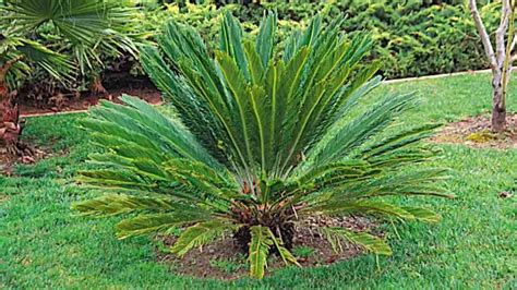 Sago Palm Fungus And Disease