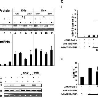 Impairment Of Dna Repair Activity By P R Silencing In Lncap Cells A