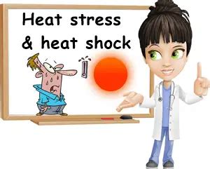 Heat Stress: Causes, Symptoms and Treatment – NatureWord