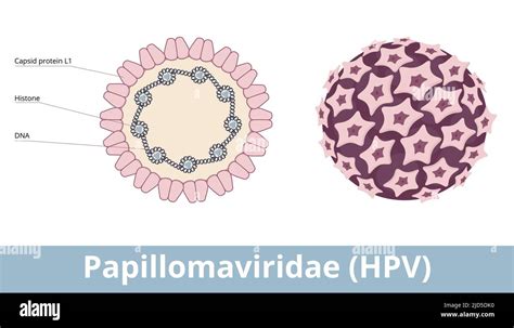 Virus De Arn De Doble Cadena Fotograf As E Im Genes De Alta Resoluci N