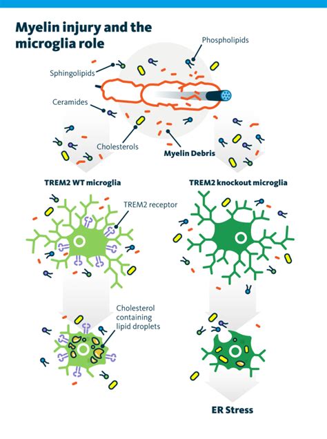 Lipid Metabolism Impacts Remyelination Lipotype Gmbh