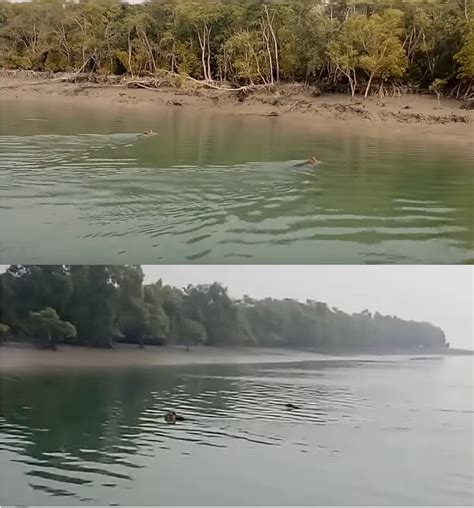 One Day Tour Of Sundarban From Kolkata At Rs Person Leisure