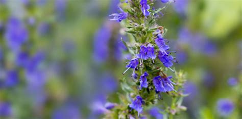 Hyssop Hyssopus Officinalis Suba Seeds Company Spa