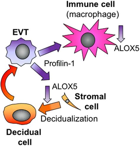 Evt Decidual Immune Cell Interaction Evt Hesc Synchrony And Cross Talk