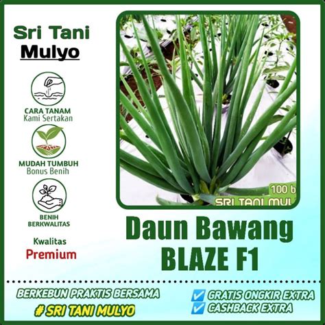 Jual Biji Benih Bawang Daun Blaze F Cap Panah Merah Shopee