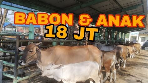 Oktober Harga Sapi Di Pasar Sapi Pelaihari Tanah Laut