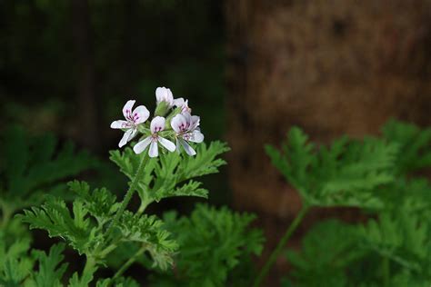 Pelargonium Crispum Citriodorum Geranium Odorant Flickr