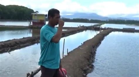 Fenomena Aneh Puluhan Ikan Mati Di Muara Sungai Marana Maros