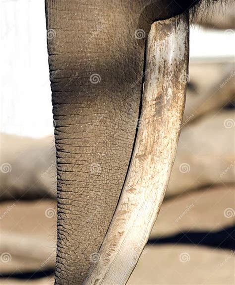 Close Up Of Male African Elephant Trunk And Tusk Stock Image Image Of