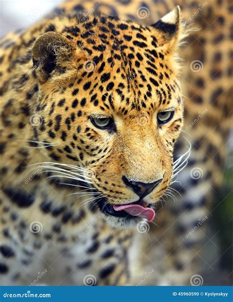 Leopard stock photo. Image of leopard, habitat, planet - 45960590