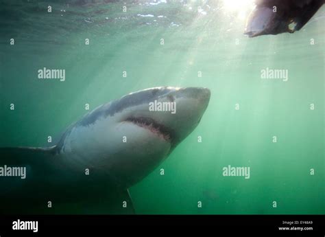 Great white shark underwater Stock Photo - Alamy