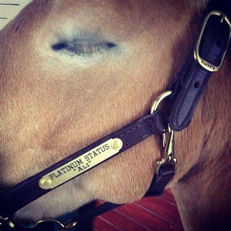 Personalized 1 Halter For Horses