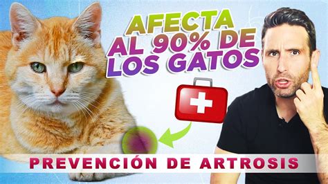 CONSEJOS Para PREVENIR La ARTROSIS En Tu GATO A Cualquier Edad