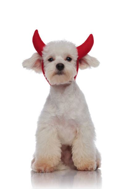 150 Maltese Halloween Costumes Pic Stock Photos Pictures And Royalty