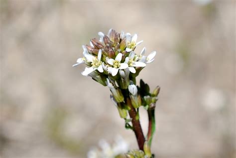 Arabis Hirsuta Pallano