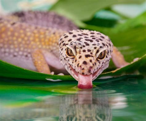 Leopard Gecko Are A Very Colorful and Friendly Pet