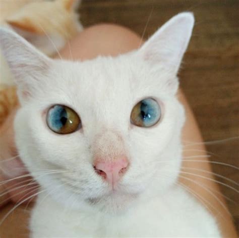 Gorgeous Cat Has Magically Beautiful Eyes That Are Each Two Different ...