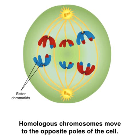 Anaphase 2 In Meiosis