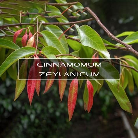 Cinnamomum Zeylanicum – Interstellar Blends | Activate Your Super Powers!