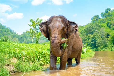 African Elephants Eating