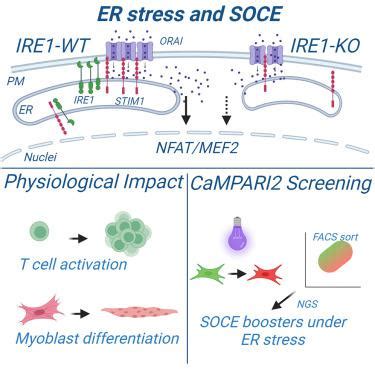 The ER Stress Sensor IRE1 Interacts With STIM1 To Promote Store