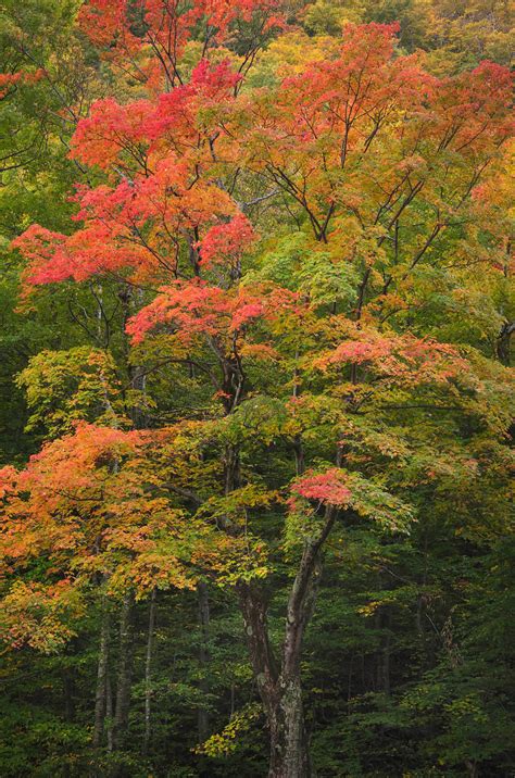 Vermont Fall Foliage - Alan Crowe Photography